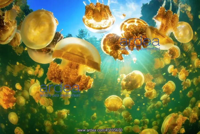 : Density of the Papuan jellyfish (Mastigias papua) : Density of the Papuan jellyfish (Mastigias papua)