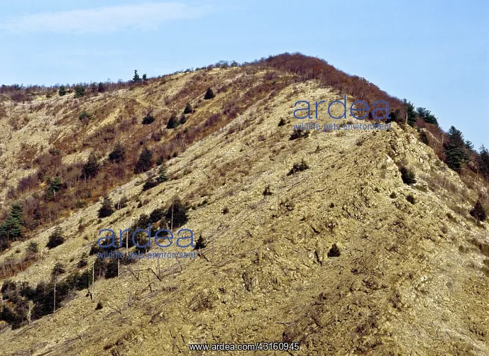 : Denuded Vegetation Caused by Air Pollution : Denuded Vegetation Caused by Air Pollution