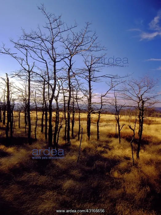 : Denuded Vegetation Caused by Air Pollution : Denuded Vegetation Caused by Air Pollution