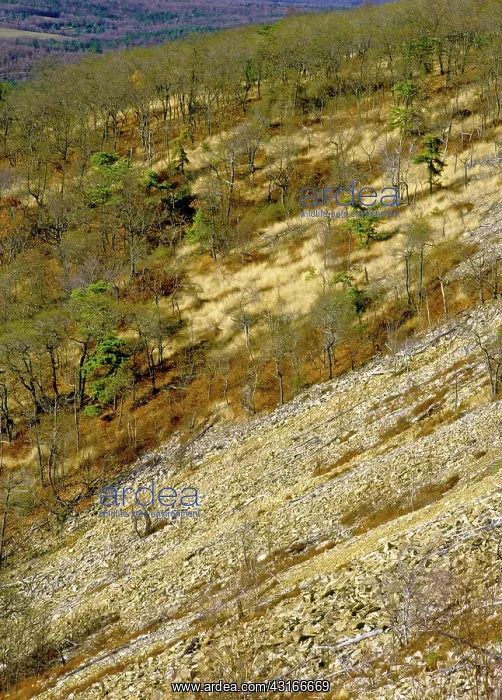 : Denuded Vegetation Caused by Air Pollution : Denuded Vegetation Caused by Air Pollution
