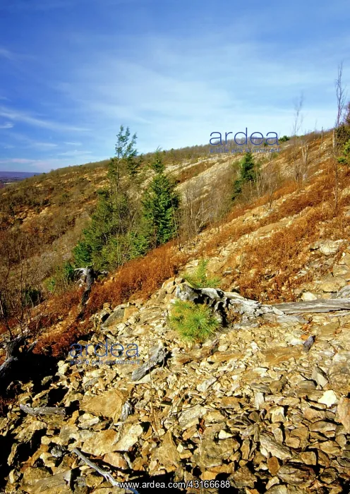 : Denuded Vegetation Caused by Air Pollution : Denuded Vegetation Caused by Air Pollution