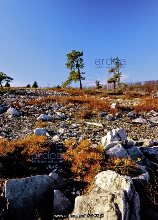 : Denuded Vegetation Caused by Air Pollution : Denuded Vegetation Caused by Air Pollution