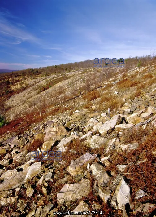 : Denuded Vegetation Caused by Air Pollution : Denuded Vegetation Caused by Air Pollution