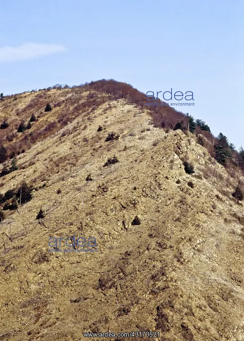 : Denuded Vegetation Caused by Air Pollution : Denuded Vegetation Caused by Air Pollution