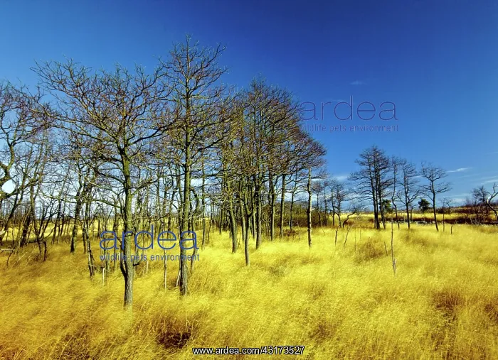 : Denuded Vegetation Caused by Air Pollution : Denuded Vegetation Caused by Air Pollution