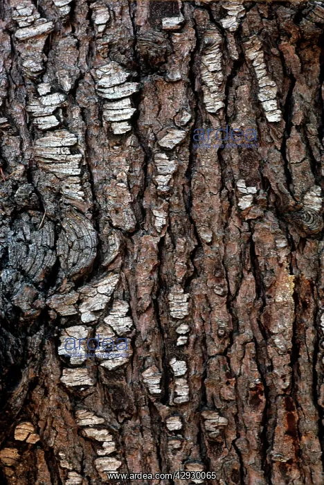 : Deodar Cedar - bark : Deodar Cedar - bark