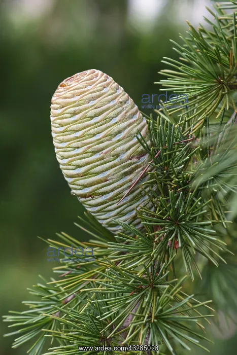 : Deodar, Cedrus deodara, Close up detail of cone : Deodar, Cedrus deodara, Close up detail of cone