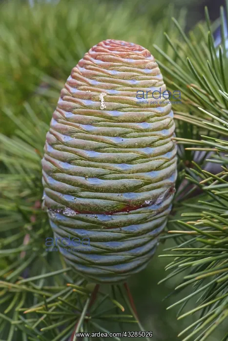 : Deodar, Cedrus deodara, Close up detail of cone : Deodar, Cedrus deodara, Close up detail of cone