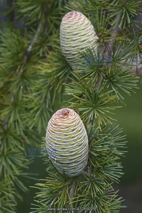 : Deodar, Cedrus deodara, Close up detail of cones : Deodar, Cedrus deodara, Close up detail of cones
