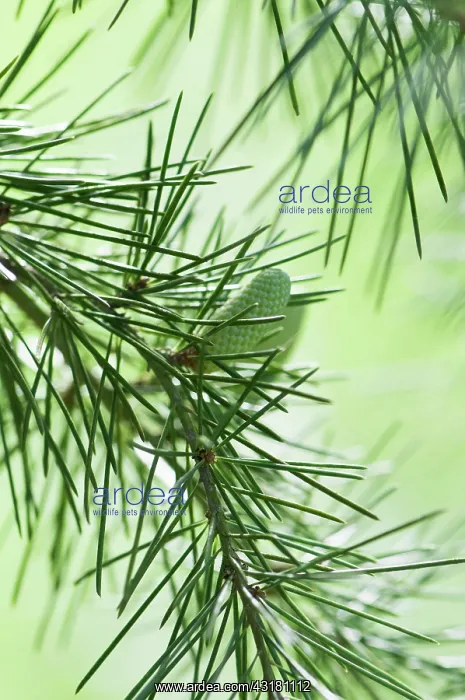 : Deodar tree, Cedrus deodara, A cone hanging on a : Deodar tree, Cedrus deodara, A cone hanging on a