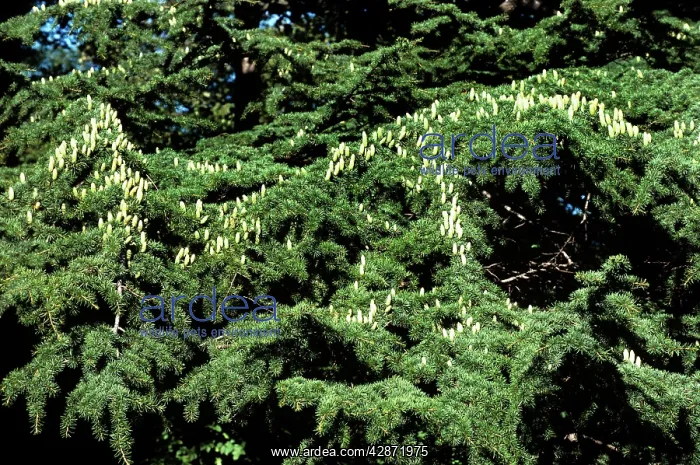  : Deodarn Cedar