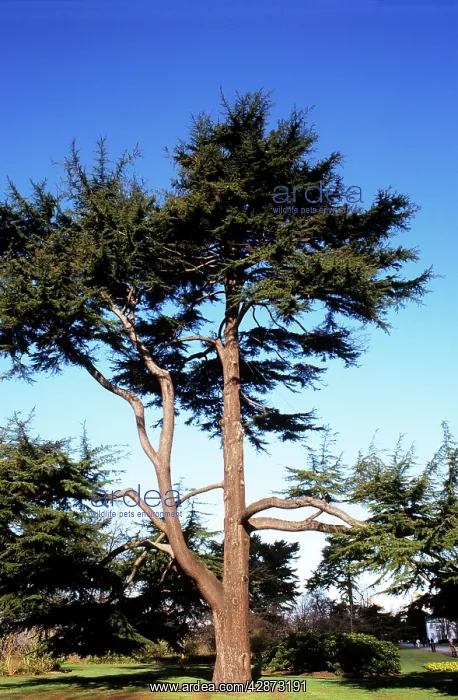  : Deodarn Cedar