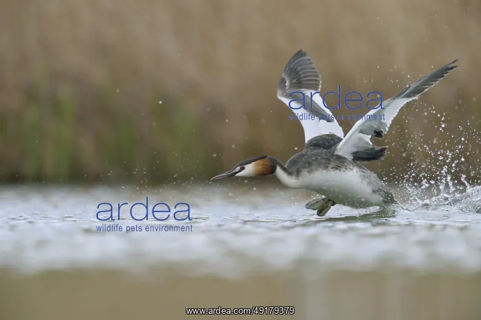 : Departure... Great Crested Grebe (Podiceps Scalloped ribbonfish) takes off : Departure... Great Crested Grebe (Podiceps Scalloped ribbonfish) takes off