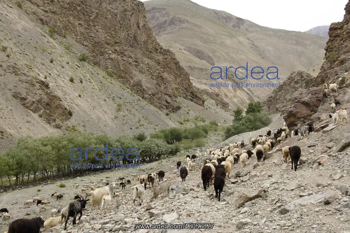 : Departure had herd of goats Valley Lingti Zanskar India : Departure had herd of goats Valley Lingti Zanskar India