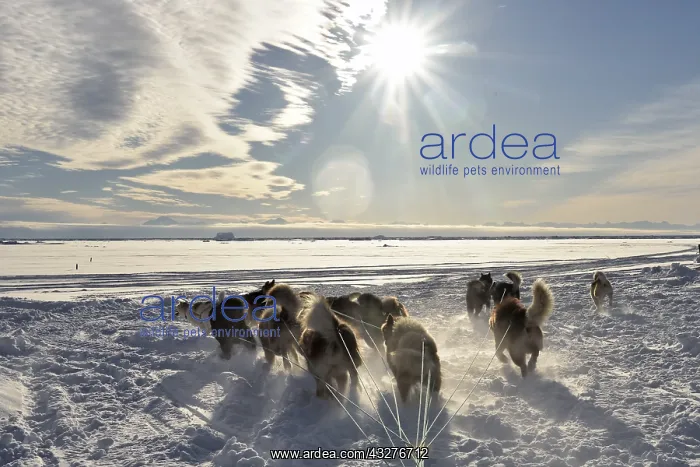 : Departure of a team of sled dogs in Scoresbysund : Departure of a team of sled dogs in Scoresbysund