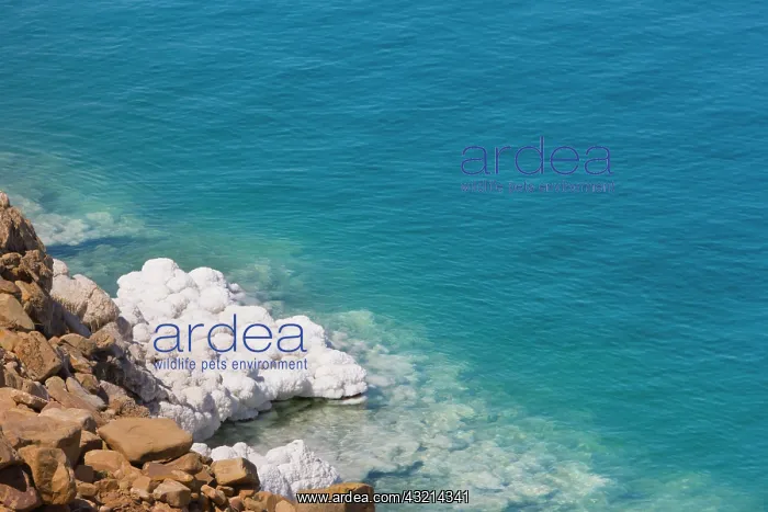 : Deposit of salt and gypsum by the cliff : Deposit of salt and gypsum by the cliff