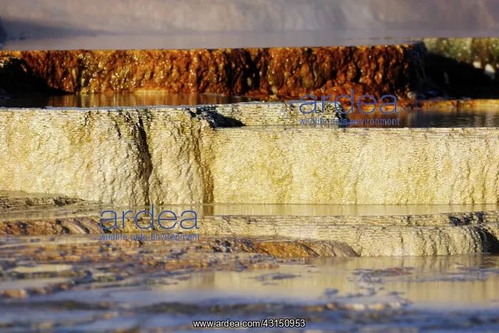: Deposits at Mammoth Hotsprings : Deposits at Mammoth Hotsprings