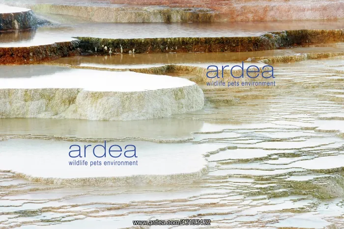 : Deposits at Mammoth Hotsprings : Deposits at Mammoth Hotsprings