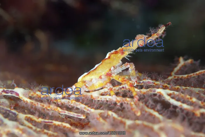 : Depressed Spider Crab - on coral fan during night dive : Depressed Spider Crab - on coral fan during night dive