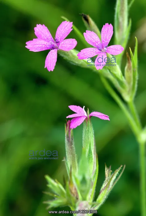 : Deptford Pink - in flower : Deptford Pink - in flower