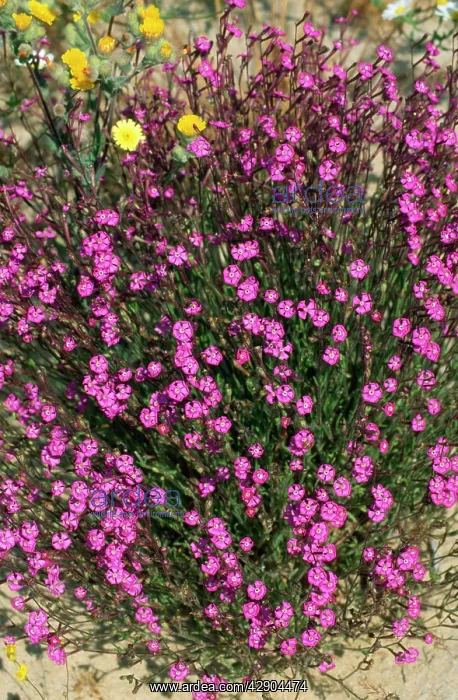 : Deptford PINK - Flowering : Deptford PINK - Flowering