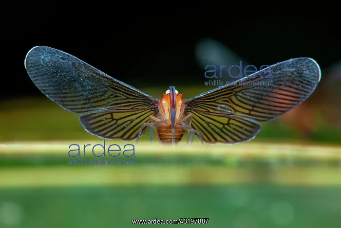 : Derbid Planthopper (Derbidae sp), Kaw, French Guiana : Derbid Planthopper (Derbidae sp), Kaw, French Guiana