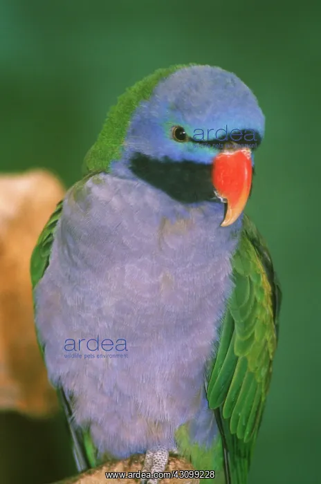 : Derbyan Parakeet (Psittacula derbiana) : Derbyan Parakeet (Psittacula derbiana)