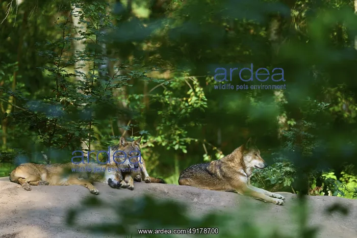 : Deri wolves in the forest, resting on a mound : Deri wolves in the forest, resting on a mound