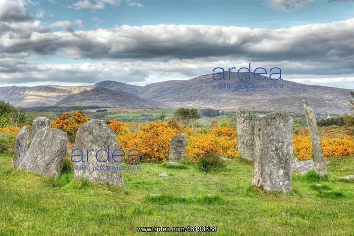  : Derreenataggart stone circle, Megaliths, Castletownbere