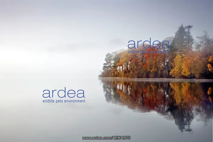 : Derwent Water - autumn colours reflected in water : Derwent Water - autumn colours reflected in water