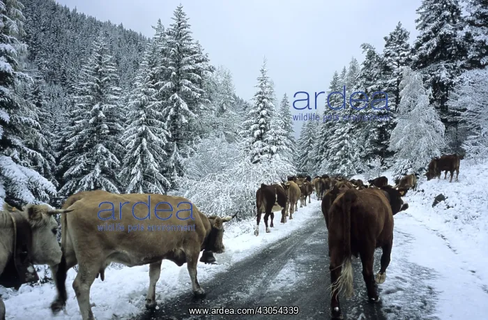 : Descent of the high mountain pasture PN Mercantour : Descent of the high mountain pasture PN Mercantour