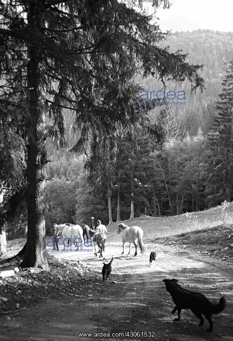 : Descent from the pasture with horses and dogs Alps : Descent from the pasture with horses and dogs Alps