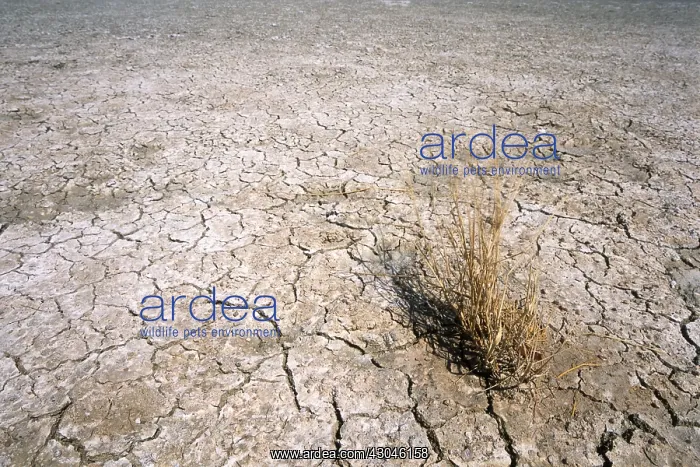 : Desert : Desert