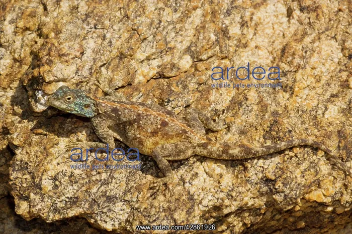  : Desert Agama lizard, the Southern Rock Agama