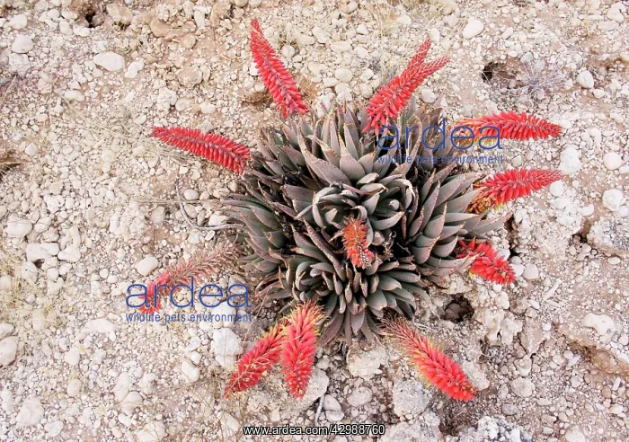 : Desert Aloe - in flower. Kalahari Desert, South : Desert Aloe - in flower. Kalahari Desert, South