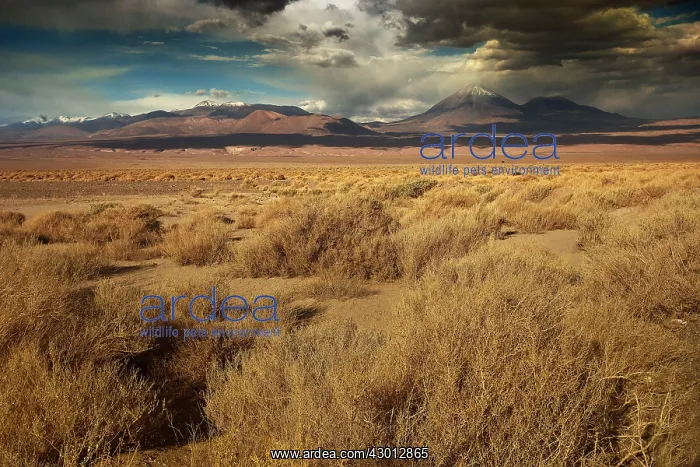 : Desert Atacama - Chile : Desert Atacama - Chile