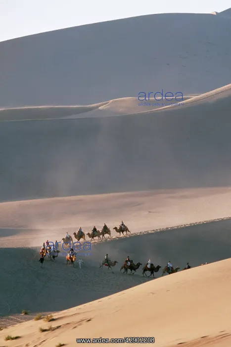  : Desert - Bactrian Camel train, Gobi Desert, China