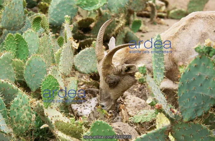 : Desert Bighorn / Big-Horn SHEEP - Eating Prickly Pear Cactus : Desert Bighorn / Big-Horn SHEEP - Eating Prickly Pear Cactus