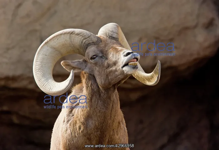 : Desert Bighorn Sheep - male on heat, scenting female : Desert Bighorn Sheep - male on heat, scenting female
