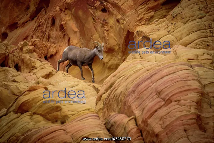 : Desert bighorn sheep (Ovis canadensis nelsoni) : Desert bighorn sheep (Ovis canadensis nelsoni)