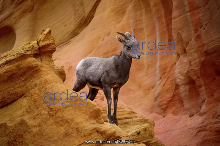 : Desert bighorn sheep (Ovis canadensis nelsoni) : Desert bighorn sheep (Ovis canadensis nelsoni)