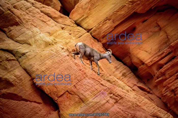: Desert bighorn sheep (Ovis canadensis nelsoni) climbs : Desert bighorn sheep (Ovis canadensis nelsoni) climbs