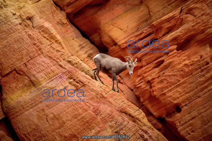 : Desert bighorn sheep (Ovis canadensis nelsoni) climbs : Desert bighorn sheep (Ovis canadensis nelsoni) climbs