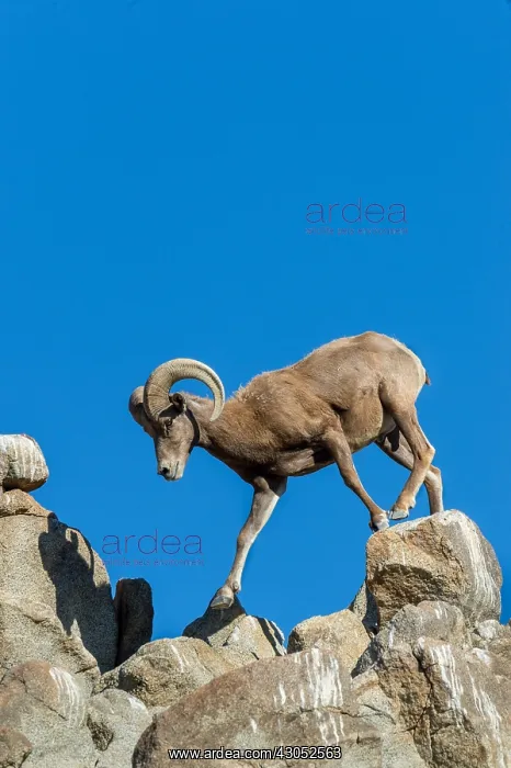 : Desert Bighorn Sheep ram (Ovis canadensis nelsoni) : Desert Bighorn Sheep ram (Ovis canadensis nelsoni)