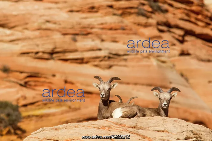 : Desert bighorn sheep in Zion National Park : Desert bighorn sheep in Zion National Park