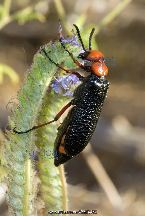 : Desert Blister Beetle : Desert Blister Beetle