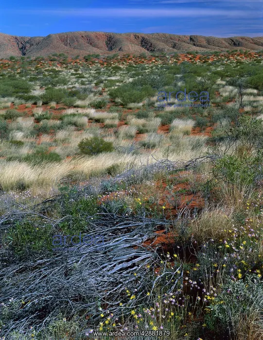  : Desert in bloom - with Annual yellowtop (Senecio