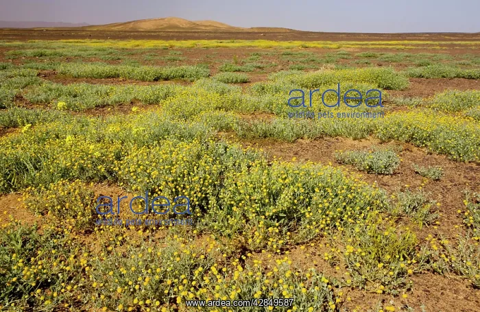 : The desert in bloom. Mass of flowers, mainly a : The desert in bloom. Mass of flowers, mainly a