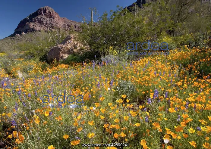 : Desert in bloom - Mexican poppies, lupins (Lupinus : Desert in bloom - Mexican poppies, lupins (Lupinus