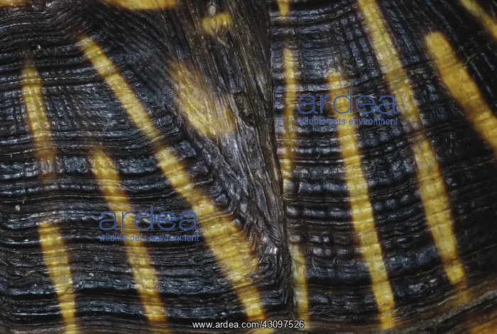 : Desert Box Turtle Shell : Desert Box Turtle Shell